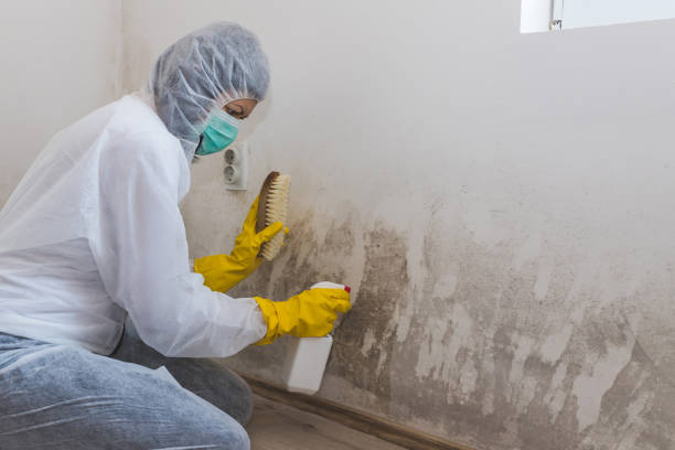 Best Attic Mold Removal  in Roaring Spring, PA